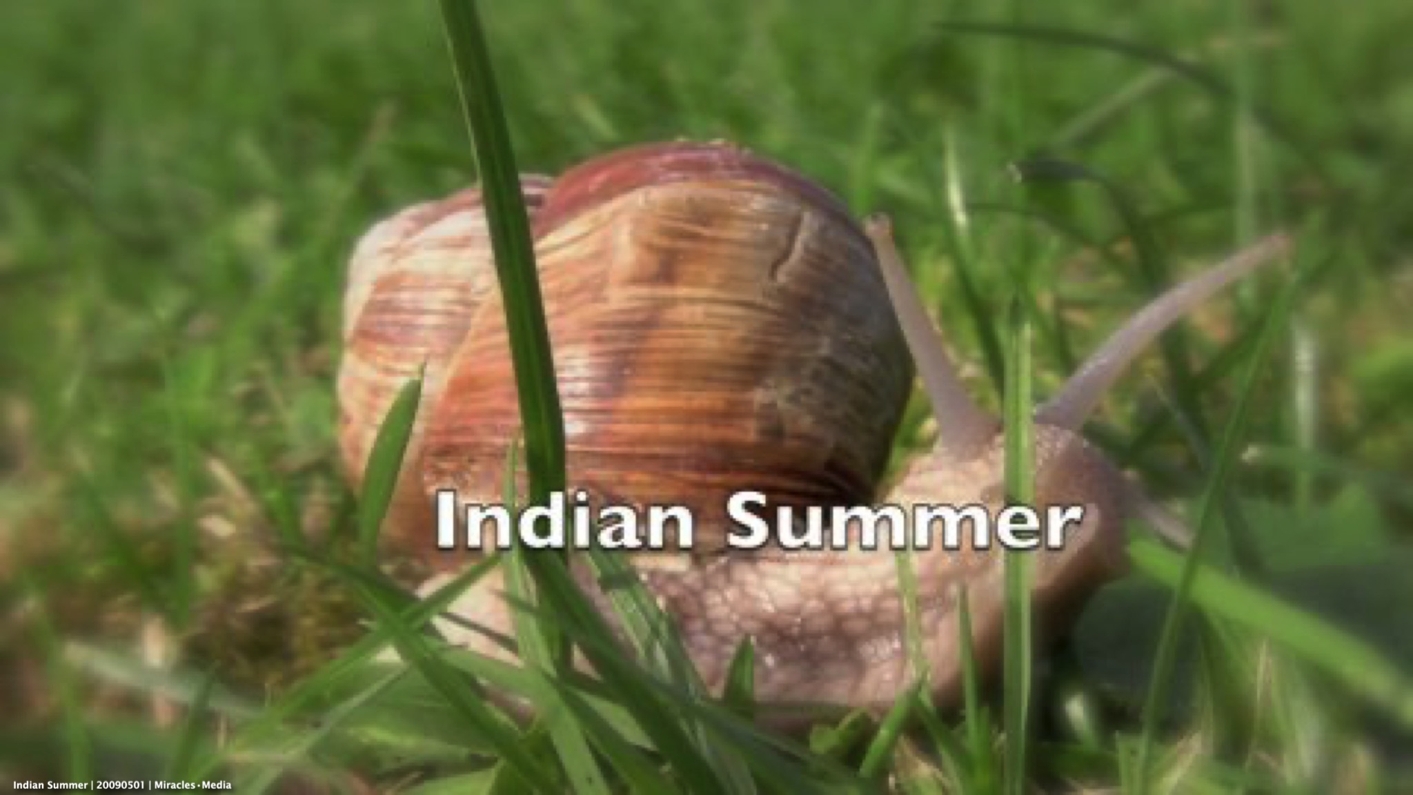 Still Indian Summer | 20090501