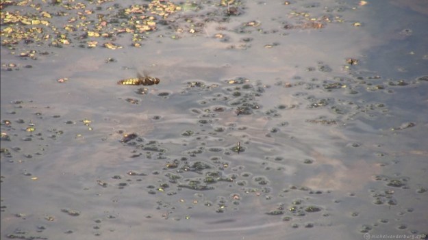 Ash - Auschwitz. (video frame - image BUM10007V01 - michelvanderburg.com)